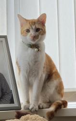 Reunited Male Cat last seen Commercial street, Park square , Newport, Wales NP20