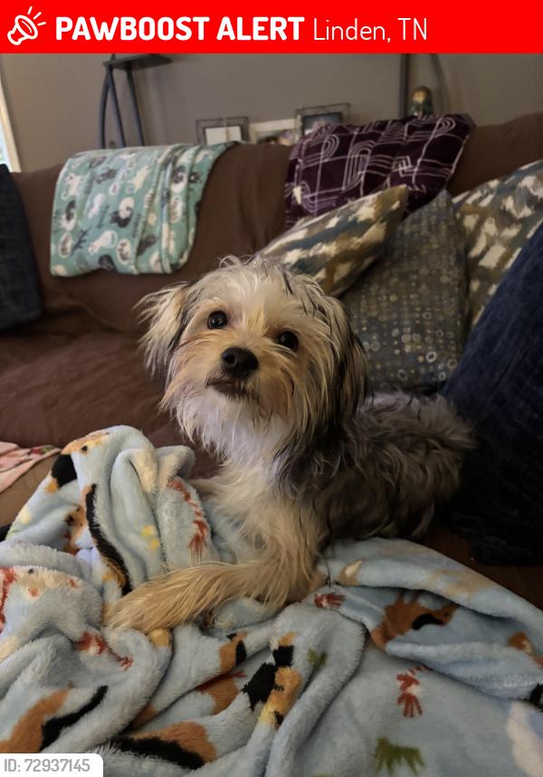 Lost Male Dog last seen Turnbow Road, Linden, TN 37096