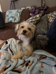 Lost Male Dog last seen Turnbow Road, Linden, TN 37096
