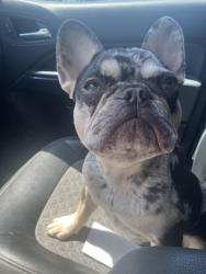Reunited Female Dog last seen Lambert and Beach Blvd. , La Habra, CA 90631