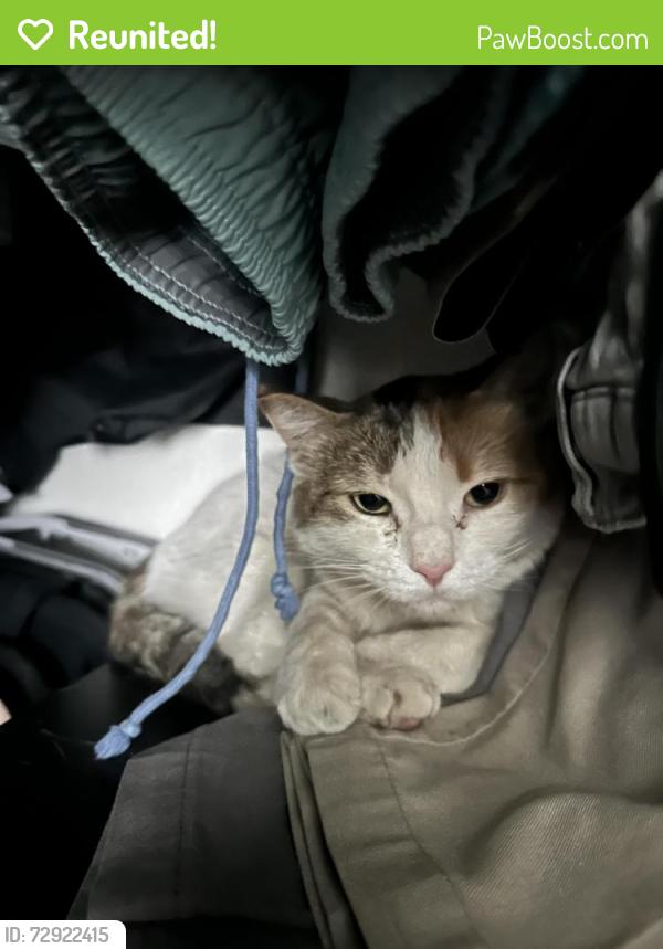 Reunited Female Cat last seen Desert Gorge Dr & Rita Road in Tucson, AZ , Tucson, AZ 85747