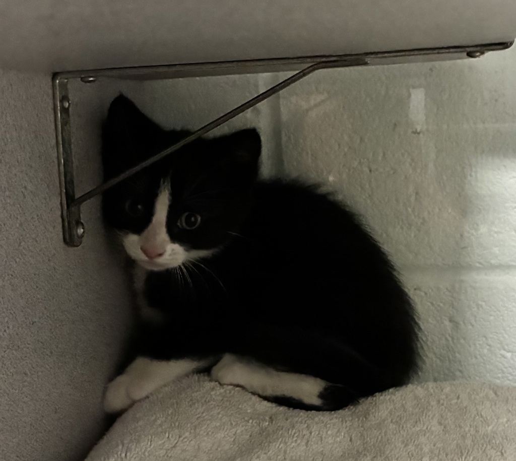 Shelter Stray Male Cat last seen Near W Wynwood Park Drive, MURRAY CITY, UT, 84123, 511 W 3900 S, Salt Lake City, UT 84123, USA