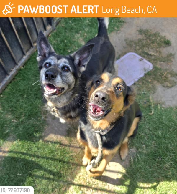 Found/Stray Female Dog last seen Near Oregon Ave, Long Beach, CA 90806, Long Beach, CA 90806