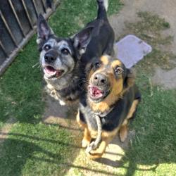 Found/Stray Female Dog last seen Near Oregon Ave, Long Beach, CA 90806, Long Beach, CA 90806