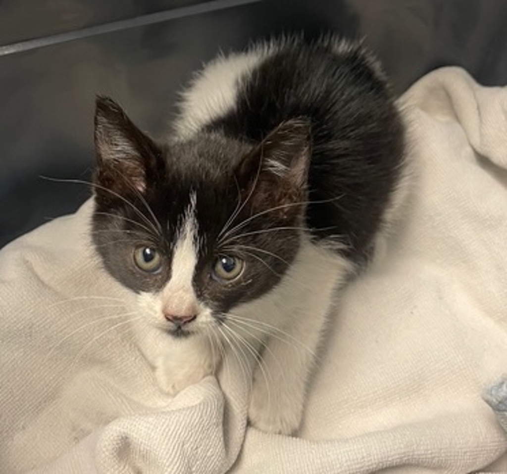 Shelter Stray Female Cat last seen Near Imperial Avenue, San Diego, CA, 92114, San Diego, CA 92110