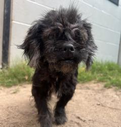 Shelter Stray Female Dog last seen Near Divison Street, San Diego, CA, 92114, El Cajon, CA 92020