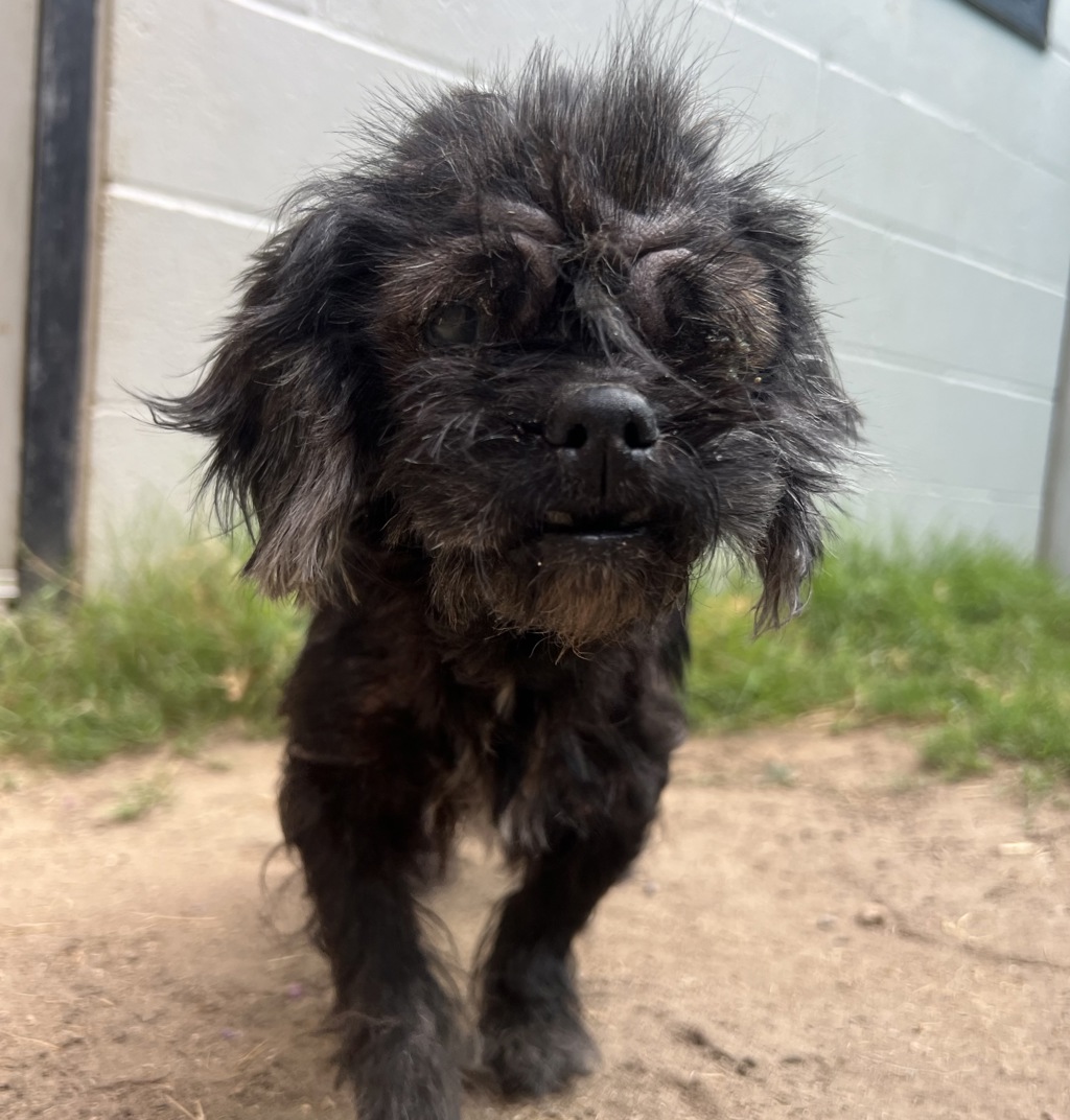 Shelter Stray Female Dog last seen Near Divison Street, San Diego, CA, 92114, El Cajon, CA 92020