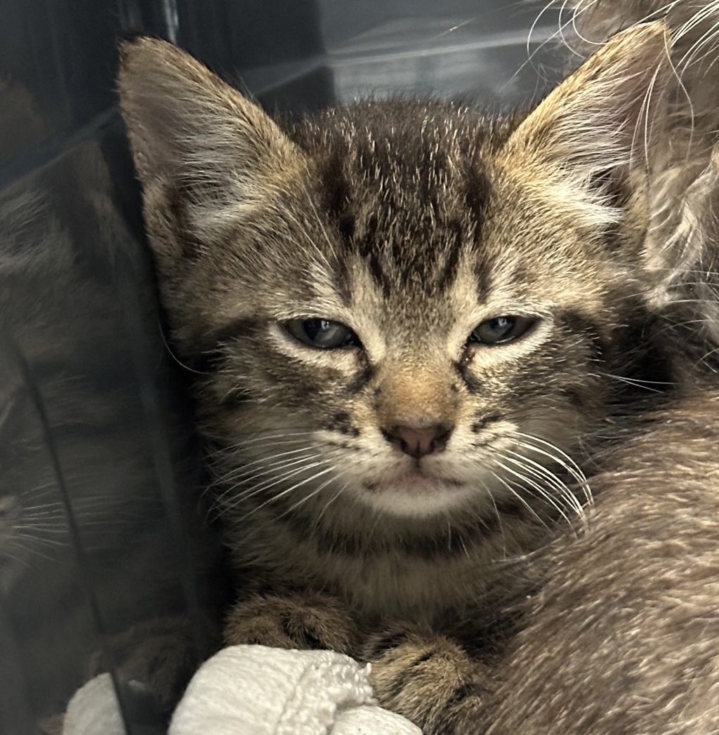 Shelter Stray Male Cat last seen Found in back yard of aunt's home, San Diego, CA, 92113, San Diego, CA 92110