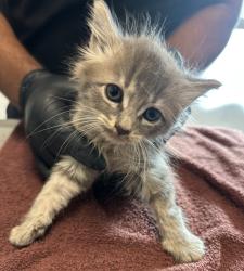 Shelter Stray Female Cat last seen Found in back yard of aunt's home, San Diego, CA, 92113, San Diego, CA 92110