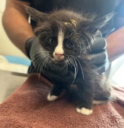 Shelter Stray Male Cat last seen Found in back yard of aunt's home, San Diego, CA, 92113, San Diego, CA 92110