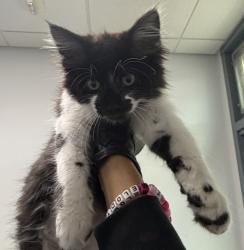 Shelter Stray Male Cat last seen street, San Diego, CA, 92111, San Diego, CA 92110