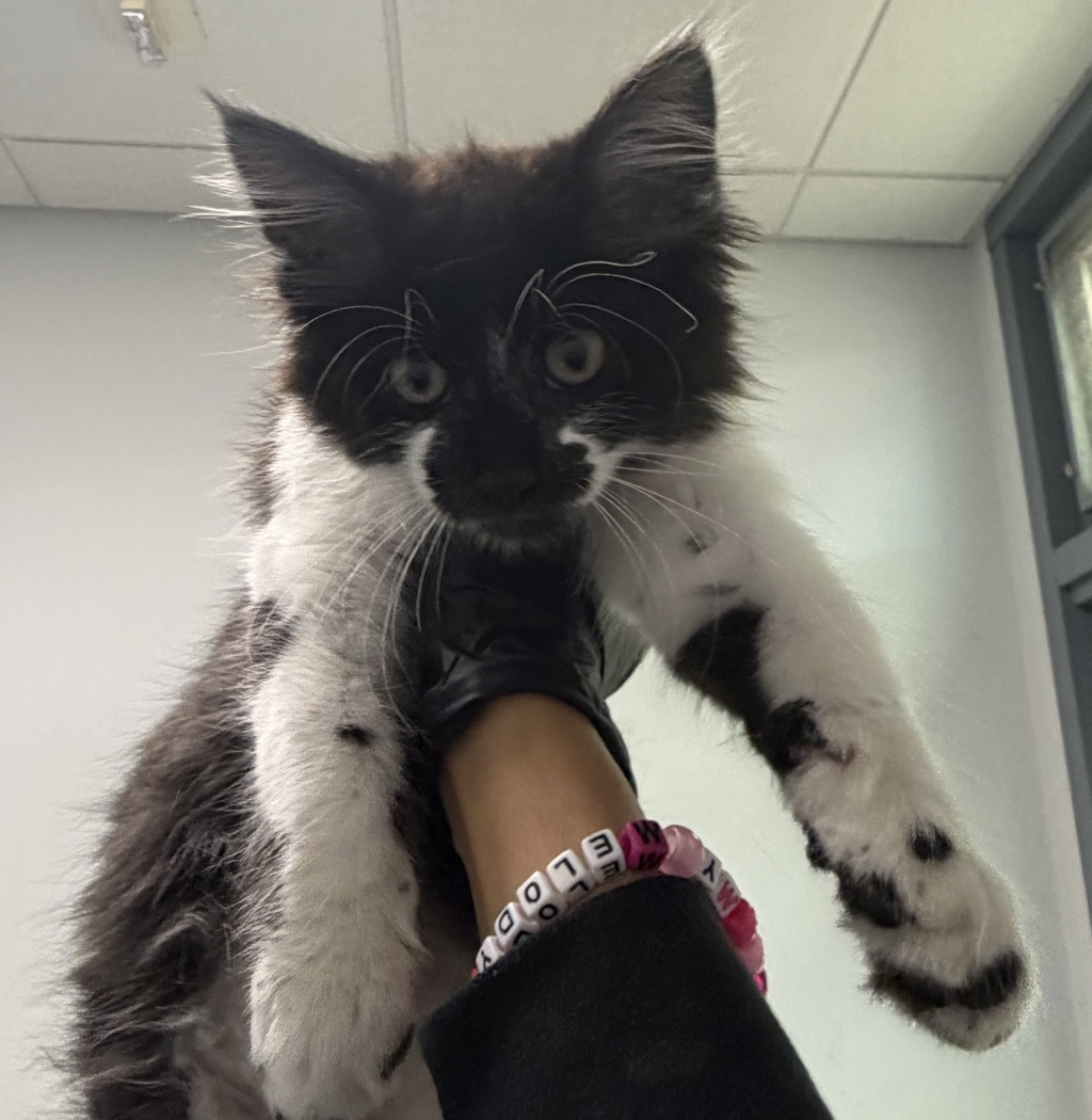 Shelter Stray Male Cat last seen street, San Diego, CA, 92111, San Diego, CA 92110