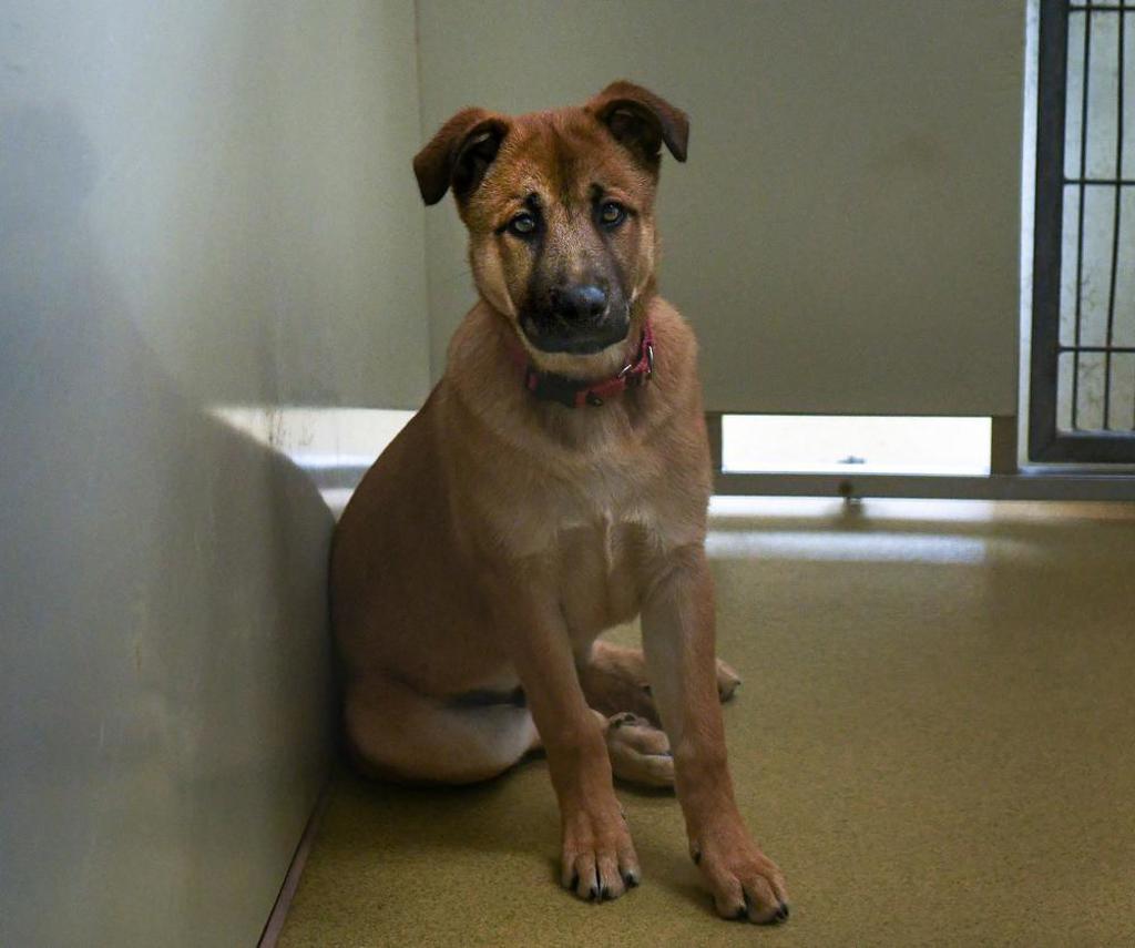 Shelter Stray Male Dog last seen E Washington Avenue, Escondido, CA, 92027, Escondido, CA 92027