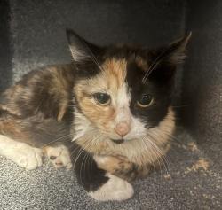 Shelter Stray Female Cat last seen Near Crotona Parkway, BRONX, NY, 10460, New York, NY 10029