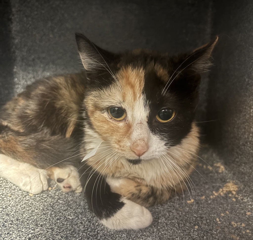 Shelter Stray Female Cat last seen Near Crotona Parkway, BRONX, NY, 10460, New York, NY 10029