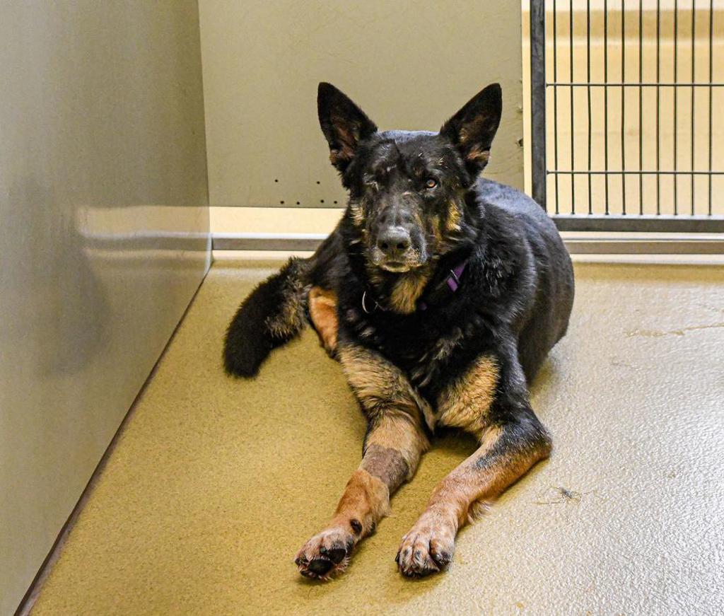 Shelter Stray Male Dog last seen Near Nyemii Pass, San Pasqual, CA, 92082, Escondido, CA 92027