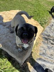Lost Female Dog last seen Near Pearl Avenue , Fort Worth, TX 76106
