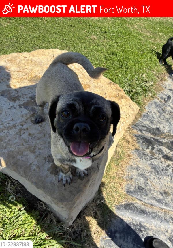 Lost Female Dog last seen Near Pearl Avenue , Fort Worth, TX 76106