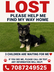 Reunited Male Dog last seen Near South Park av , South Holland, IL 60473
