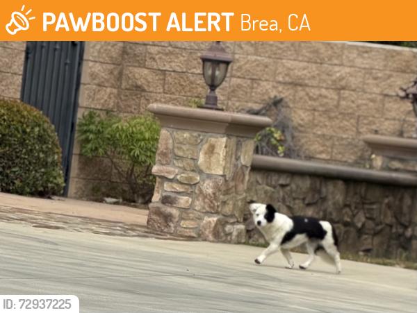 Found/Stray Unknown Dog last seen Santa Fe,  Merrifield, Brea, CA 92823