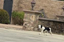 Found/Stray Unknown Dog last seen Santa Fe,  Merrifield, Brea, CA 92823