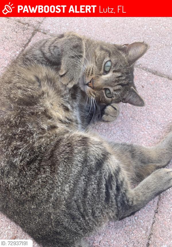 Lost Male Cat last seen Hillsborough County fire station #24, Lutz, FL 33548