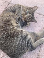Lost Male Cat last seen Hillsborough County fire station #24, Lutz, FL 33548