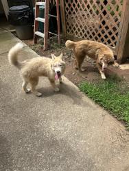 Reunited Unknown Dog last seen Hwy 155, Henry County, GA 30253