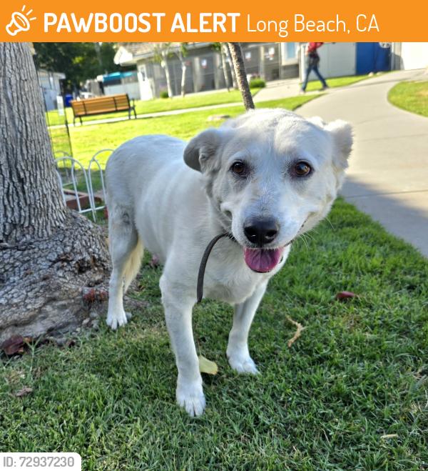 Found/Stray Male Dog last seen Near Ohio Avenue, Long Beach, CA, USA, Long Beach, CA 90804