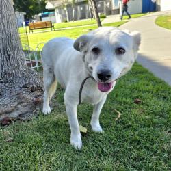 Found/Stray Male Dog last seen Near Ohio Avenue, Long Beach, CA, USA, Long Beach, CA 90804
