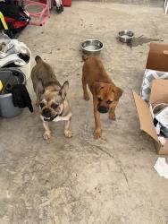 Found/Stray Female Dog last seen Decker Hills, Centreville, VA 20120