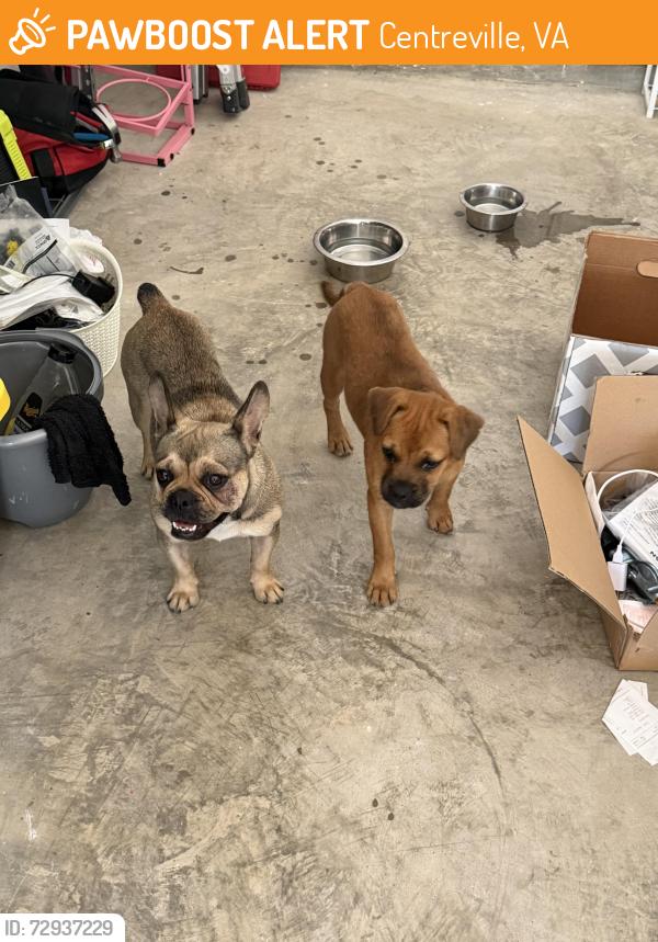 Found/Stray Female Dog last seen Decker Hills, Centreville, VA 20120