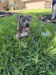 Reunited Female Dog last seen Havelock Dr., Spring Texas, Montgomery County, TX 77386