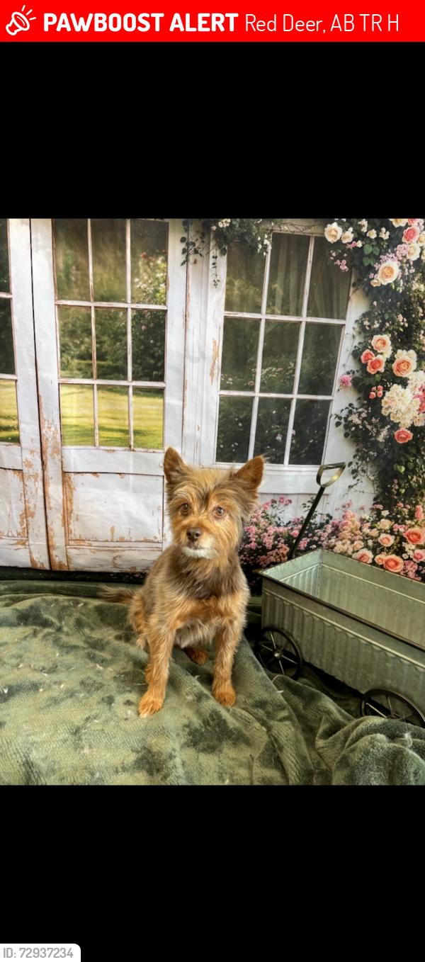 Lost Female Dog last seen Inglewood , Red Deer, AB T4R 2H3