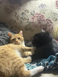 Lost Male Cat last seen our hse runs along side of the expressway 64 heading towards Coryden from Georgetown, Walts Rd NE, IN 47122