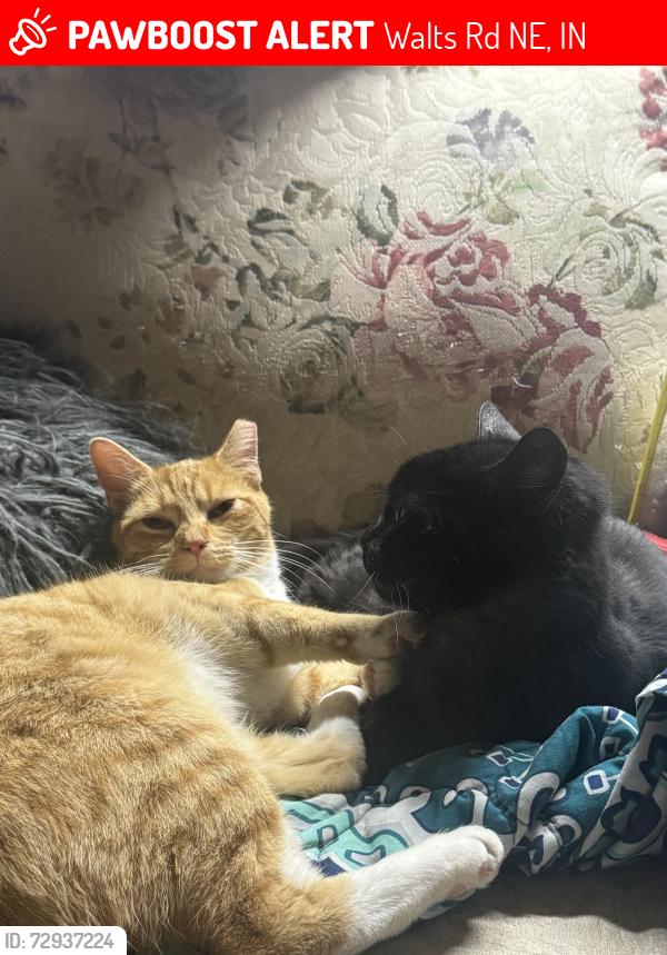 Lost Male Cat last seen our hse runs along side of the expressway 64 heading towards Coryden from Georgetown, Walts Rd NE, IN 47122