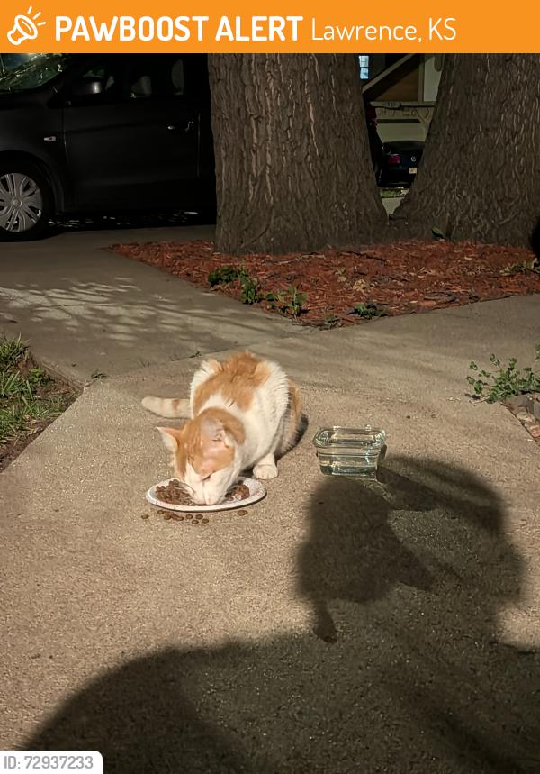 Found/Stray Female Cat last seen 4th Street and Northwood Lane, Lawrence, KS 66044