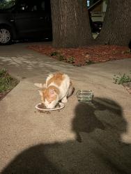 Found/Stray Female Cat last seen 4th Street and Northwood Lane, Lawrence, KS 66044