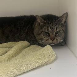 Shelter Stray Male Cat last seen , Philadelphia, PA 19140