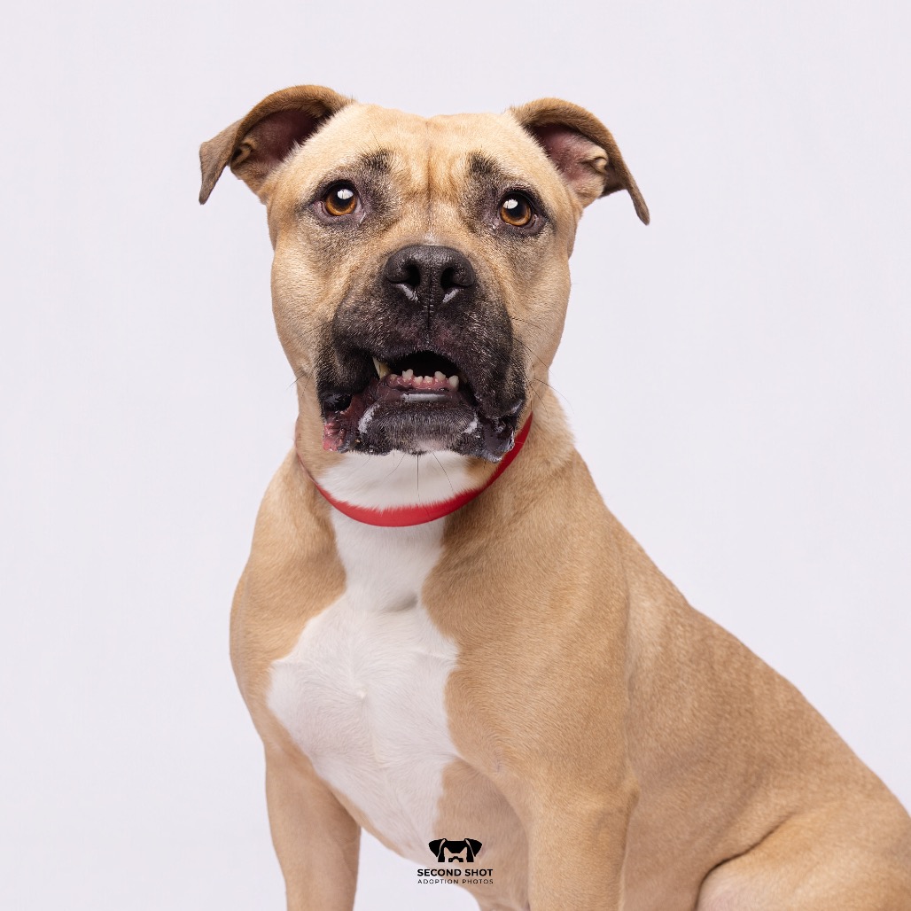 Shelter Stray Female Dog last seen , 3607 N Armenia Ave, Tampa, FL 33607, USA