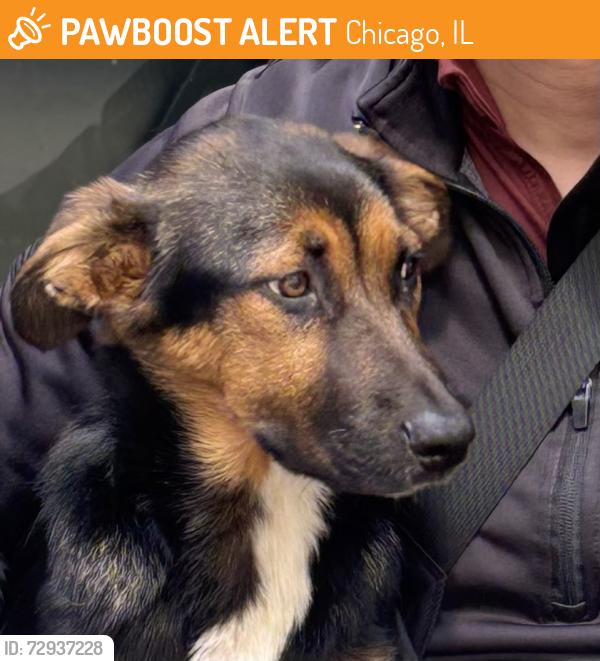 Found/Stray Female Dog last seen Madison St & Wabash Ave., Chicago, IL 60603