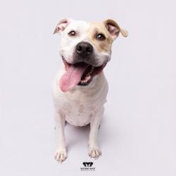 Shelter Stray Female Dog last seen , Tampa, FL 33607