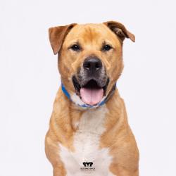 Shelter Stray Unknown Dog last seen , Tampa, FL 33607