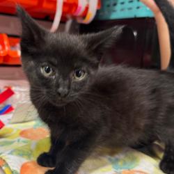 Shelter Stray Female Cat last seen , Tampa, FL 33607