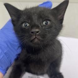 Shelter Stray Male Cat last seen , Tampa, FL 33607