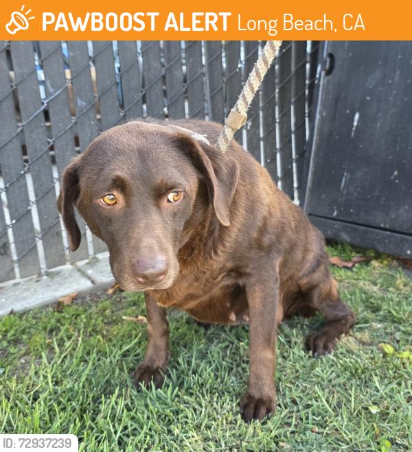 Found/Stray Female Dog last seen Near Pasadena Avenue, Long Beach, CA, USA, Long Beach, CA 90806