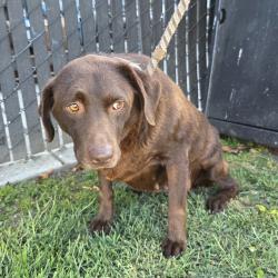 Found/Stray Female Dog last seen Near Pasadena Avenue, Long Beach, CA, USA, Long Beach, CA 90806