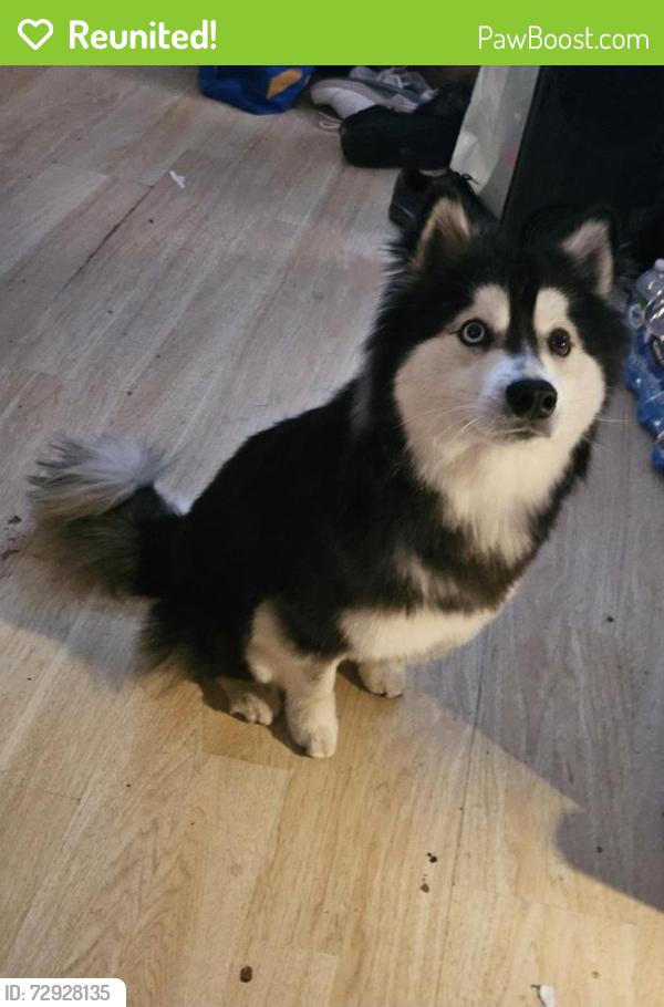 Reunited Male Dog last seen Hawks prairie , Olympia, WA 98516