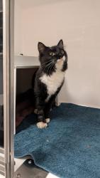 Reunited Male Cat last seen Lambert street Huntingdale/ Southern river area , Huntingdale, WA 6110