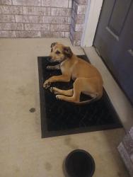 Found/Stray Female Dog last seen Pine and harvard, Tulsa, OK 74115